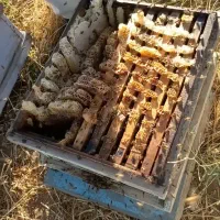 عسل کندو