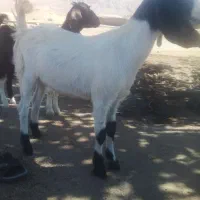 دو عدد بزغاله ماده دورگ