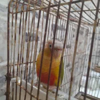 طوطی گرینچیک
