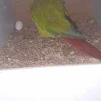 گرینچیک|پرنده|قم, یزدانشهر|دیوار