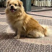 سگ پامر روباهی|سگ|خوی, |دیوار