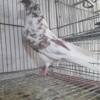 داروی  صدرصد موثر فَدَک