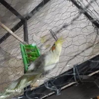 عروس هندی مولد