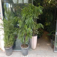 گل امستر و انواع پتوس و برگ انجیری مانسترا