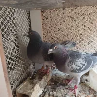 دوبر|پرنده|اردبیل, |دیوار