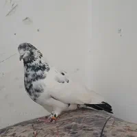 3تا کفتر پرشی