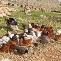 مرغ تخم گذار