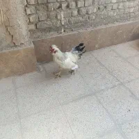 خروس برهماخونگی جوان یک ساله