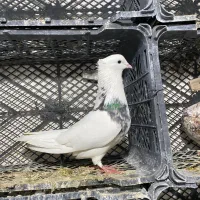 طوقی سرور نر|پرنده|ماهدشت, |دیوار