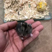 همستر دستی نژاد کپل