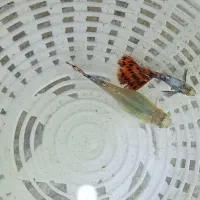 ماهی و بچه ماهی|ماهی|چهاردانگه (تهران), |دیوار