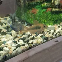 کوریدوراس نژاد دار باله بلند|ماهی|تربتحیدریه, قائم|دیوار