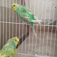 دو عددمرغ عشق