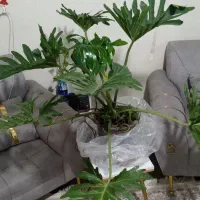 برگ انجیری|گل و گیاه طبیعی|تهران, خاک سفید|دیوار