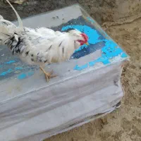 خروس گلین|حیوانات مزرعه|سرپل ذهاب, |دیوار