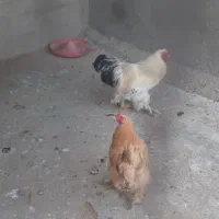 با سلام  یک جفت مرغ خروس برهما