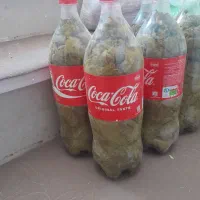 برگ دلمه
