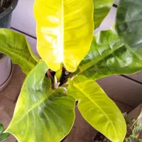 گل کالا|کنسول، بازی ویدئویی و آنلاین|بروجرد, |دیوار