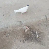 یکه نر فروشی