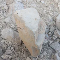 فسیل قدیمی جذاب|کلکسیون اشیاء عتیقه|بلوک, |دیوار