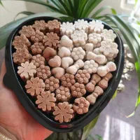 قندهای گیاهی، تزئینی و نبات های دمنوشی|خوردنی و آشامیدنی|تهران, وحیدیه|دیوار