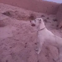 سگ گله نژاد دار|سگ|شاهرود, |دیوار