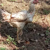 فروش مرغ لاری اصیل