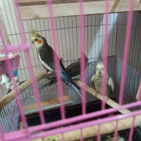 یک جفت عروس با جوجه