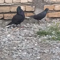 کبوتر پرشی