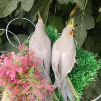 عروس هلندی اهویی نرمه خور سرلاکی