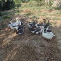غاز|حیوانات مزرعه|گنبد کاووس, |دیوار