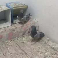 کفتر دم سیاه و سبز بازی کنه