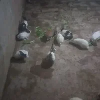 10عدد خرگوش|موش و خرگوش|سبزوار, جوادیه شرقی|دیوار