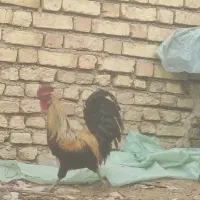 خروس‌لری‌عشایری