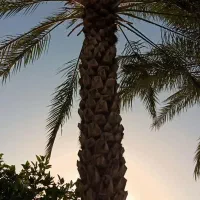 قصب (خرما زاهدی)