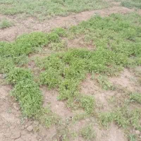 نشا گوجه|خدمات باغبانی و درختکاری|میاندوآب, |دیوار