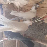کبوترپرشی نر|پرنده|قم, کیوانفر|دیوار
