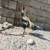 خروس جاوا|حیوانات مزرعه|ایرانشهر, |دیوار