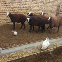 بره ماده شالی|حیوانات مزرعه|دشتابی, |دیوار