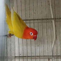 برزیلی پاربلو اوپلاین پیل فالو و جوجه نرم خور