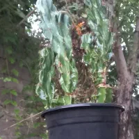 صخره ای|گل و گیاه طبیعی|رشت, استادسرا|دیوار