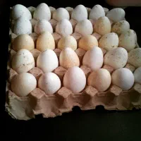 تخم نطفه دار بوقلمون برنز