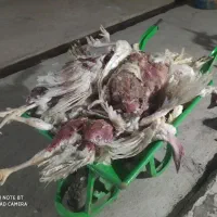 لاشه بوقلمون