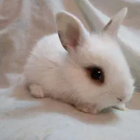 بچه خرگوش لوپ همه رنگ|موش و خرگوش|گلپایگان, |دیوار