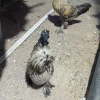 مرغ و خروس کلاه پاپر