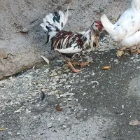 مرغ و خروس محلی و گلین لری اصیل