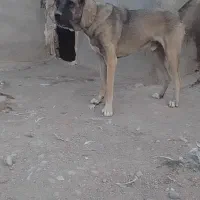 سگ سرابی