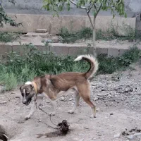 سه سگ زیبا و سرحال برای فروش
