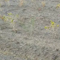 زمین میم کوهستان چزگ