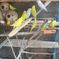 مرغ عشق و طوطی ملنگو